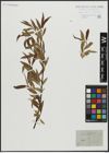 Foto von Salix acutifolia Willd.